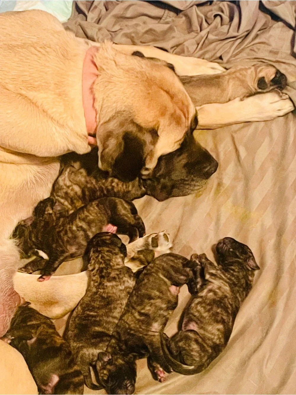9 Sweet Mastiff Puppies Have Arrived!